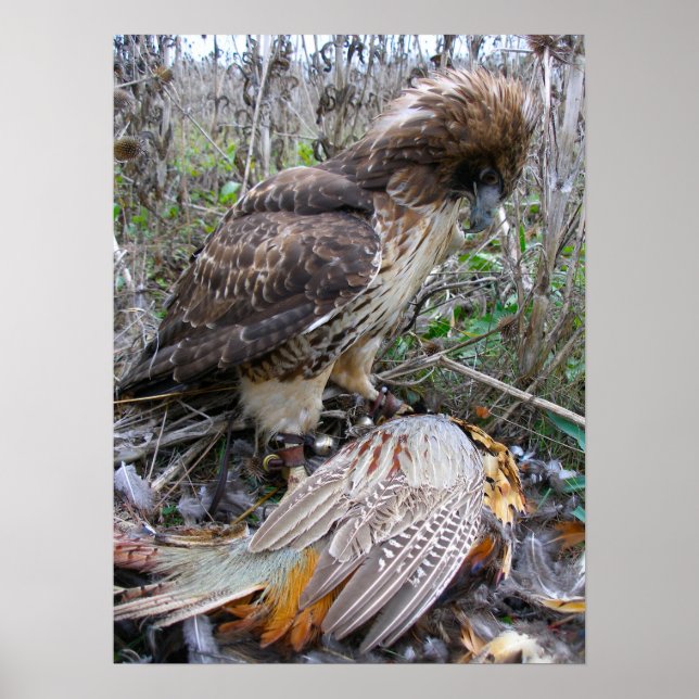The art of Falconry: Red Tailed Hawk on Pheasant 2 Poster (Front)