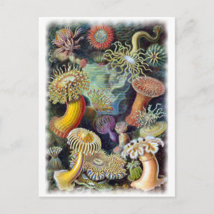 the Art of Nature by Ernst Haeckel Postcard