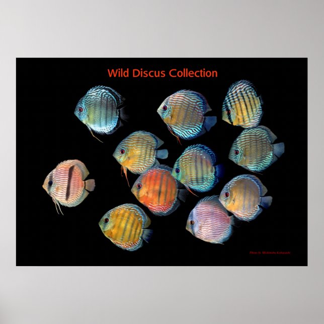 The Art of Wild Discus fish Poster (Front)