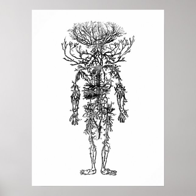The Arteries Human Anatomy Vintage Poster (Front)