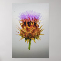The artichoke thistle