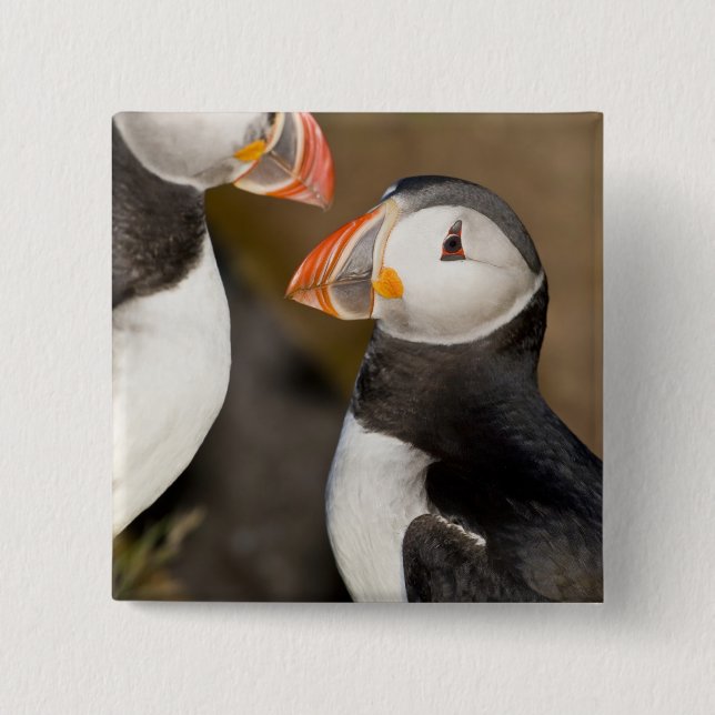 The Atlantic Puffin 2 Inch Square Button (Front)