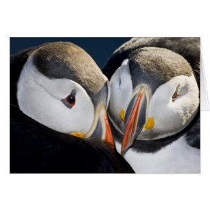 The Atlantic Puffin, a pelagic seabird