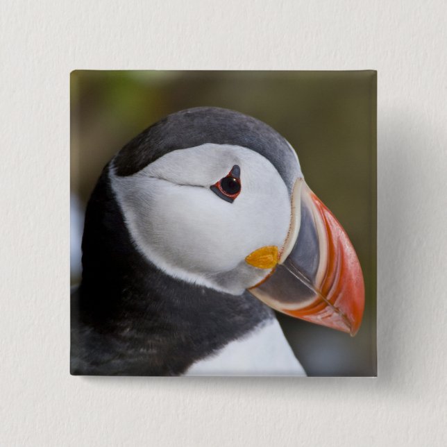 The Atlantic Puffin, a pelagic seabird 2 Inch Square Button (Front)