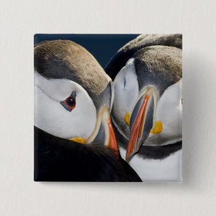 The Atlantic Puffin, a pelagic seabird 2 Inch Square Button