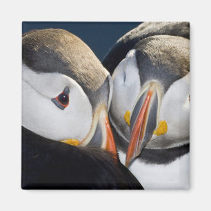 The Atlantic Puffin, a pelagic seabird Magnet