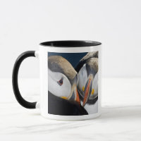 The Atlantic Puffin, a pelagic seabird