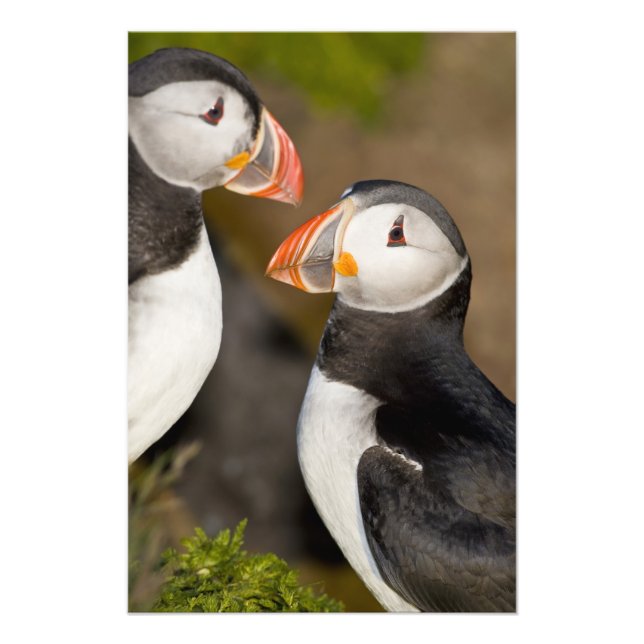 The Atlantic Puffin, a pelagic seabird Photo Print (Front)