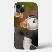 The Atlantic Puffin, a pelagic seabird, shown