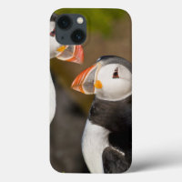 The Atlantic Puffin, a pelagic seabird, shown