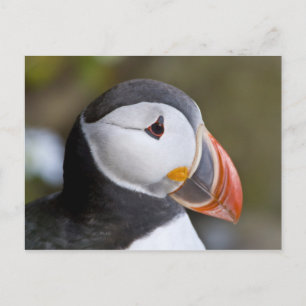 The Atlantic Puffin, a pelagic seabird, shown Postcard