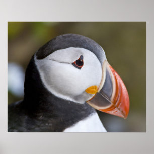 The Atlantic Puffin, a pelagic seabird, shown Poster