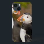 The Atlantic Puffin iPhone 13 Case<br><div class="desc">The Atlantic Puffin,  a pelagic seabird,  shown here in breeding colors Latrabjerg peninsula,  Iceland   Ralph Bendjebar / DanitaDelimont.com</div>