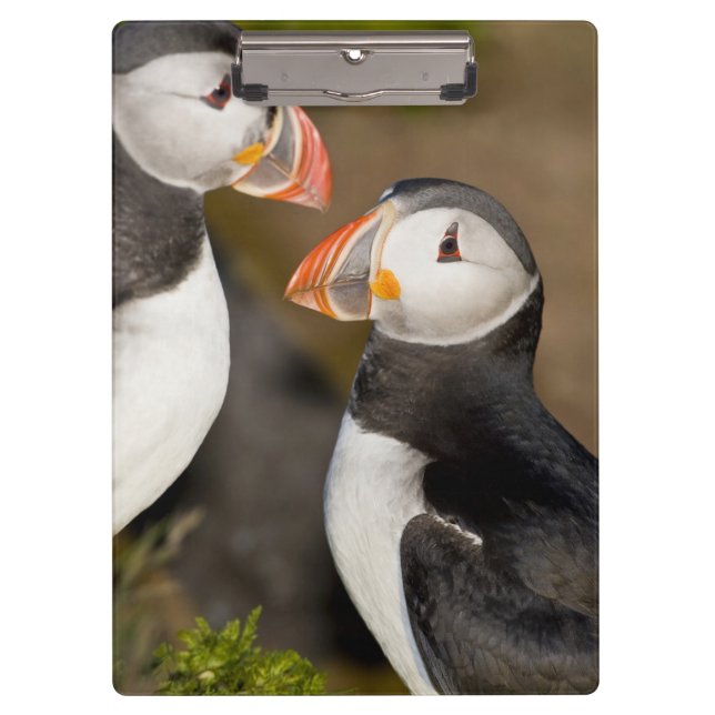The Atlantic Puffin Clipboard (Front)