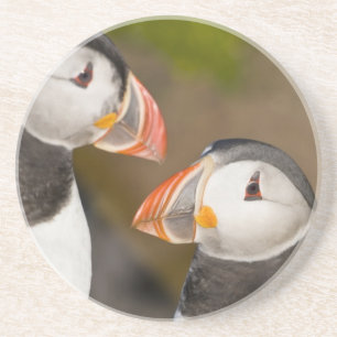 The Atlantic Puffin Coaster