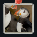 The Atlantic Puffin Metal Ornament<br><div class="desc">The Atlantic Puffin,  a pelagic seabird,  shown here in breeding colours Latrabjerg peninsula,  Iceland � Ralph Bendjebar / DanitaDelimont.com</div>