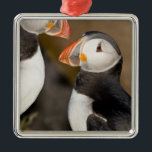 The Atlantic Puffin Metal Ornament<br><div class="desc">The Atlantic Puffin,  a pelagic seabird,  shown here in breeding colours Latrabjerg peninsula,  Iceland � Ralph Bendjebar / DanitaDelimont.com</div>