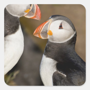 The Atlantic Puffin Square Sticker