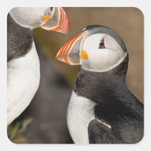 The Atlantic Puffin Square Sticker