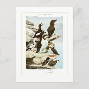 The Auks Postcard