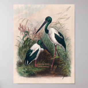 The Australian Mycteria by Joseph Wolf Poster