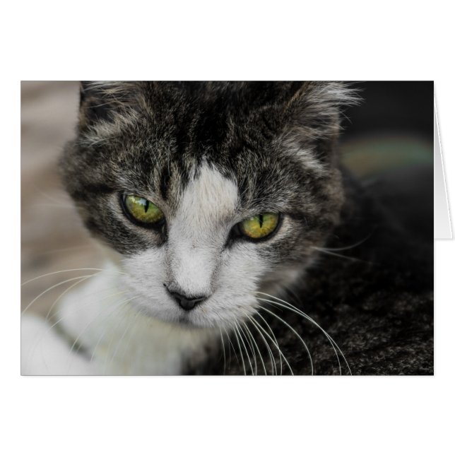 The Baby Look (Front Horizontal)