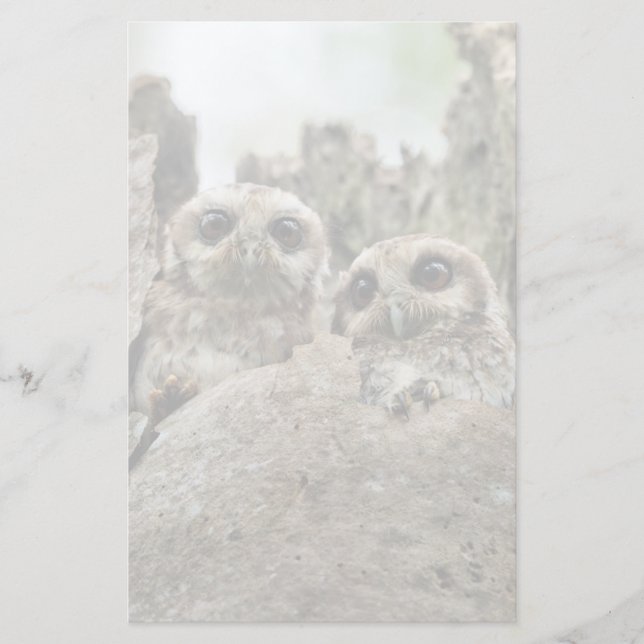 The Bare-legged Owl Or Cuban Screech Owl Stationery (Front)