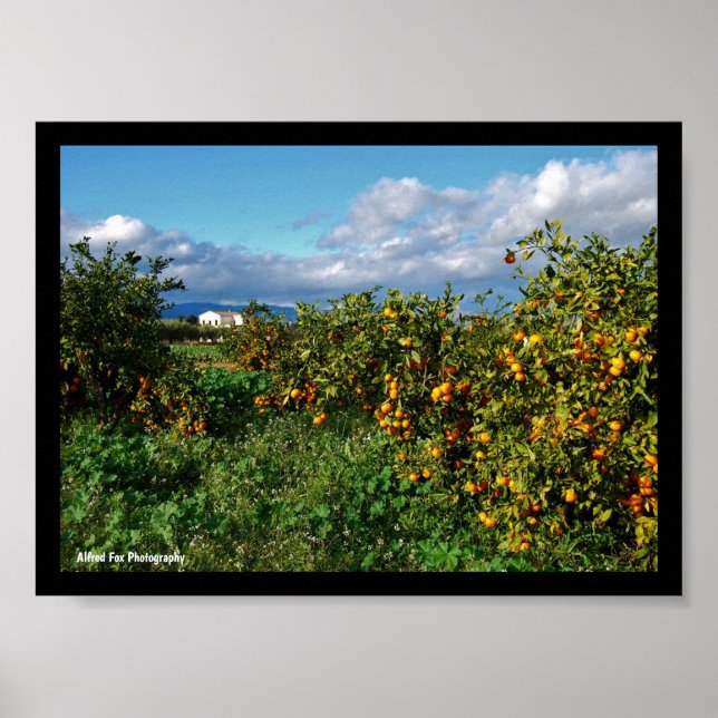 The Barn House through the Orange Grove Poster (Front)