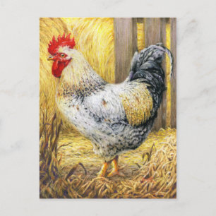 The Barn Rooster Postcard