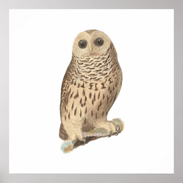The Barred Owl (Ulula nebulosa) De Kay's NY Birds Poster (Front)