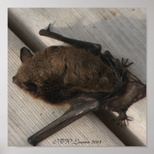 The Bat Who Came To Breakfast Poster (Front)