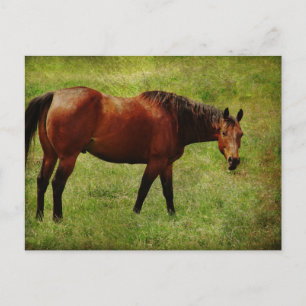 The Bay Horse Postcard
