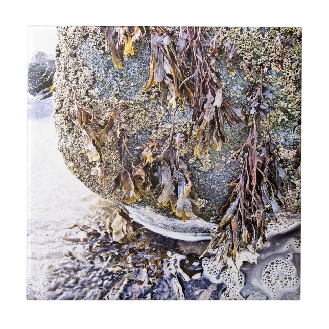 THE BEACH TILE (Front)