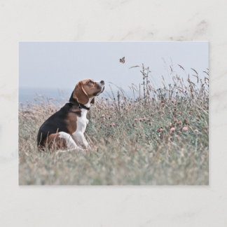 The Beagle Postcard