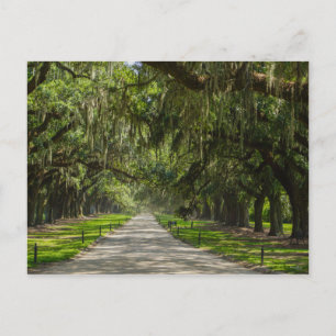 The Beautiful Avenue Of Oaks Postcard