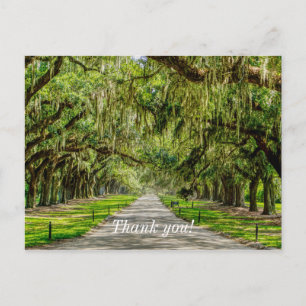 The Beautiful Avenue Of Oaks Thank You Postcard