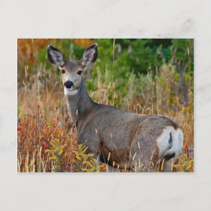 "The Beautiful Visitor" Postcard