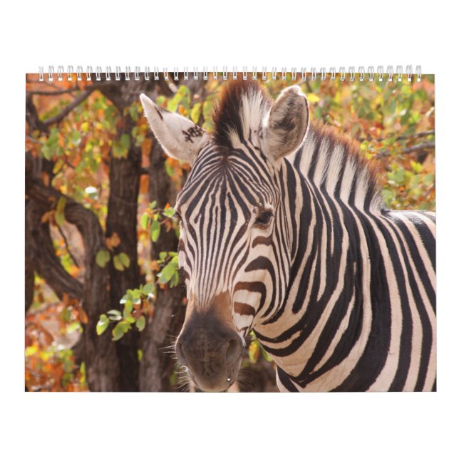 The beauty of Africa Calendar (Cover)