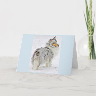 The Beauty of the Shetland Sheepdog Card