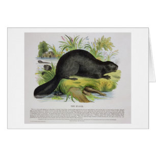 The Beaver, educational illustration pub. by the S