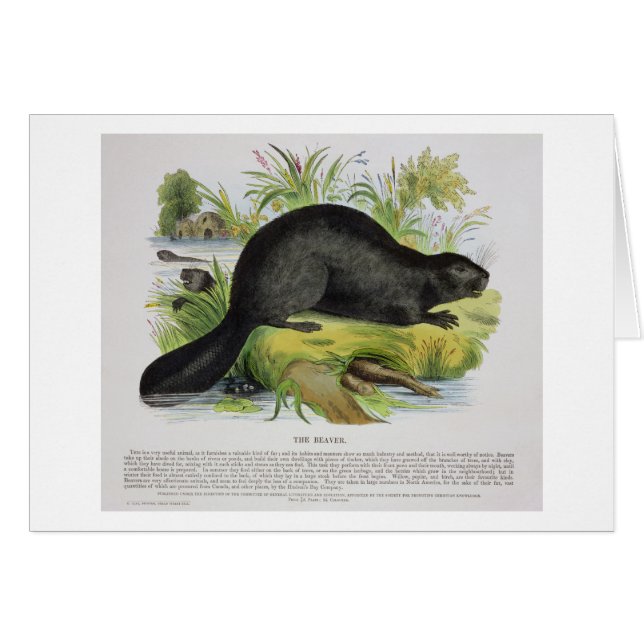 The Beaver, educational illustration pub. by the S (Front Horizontal)