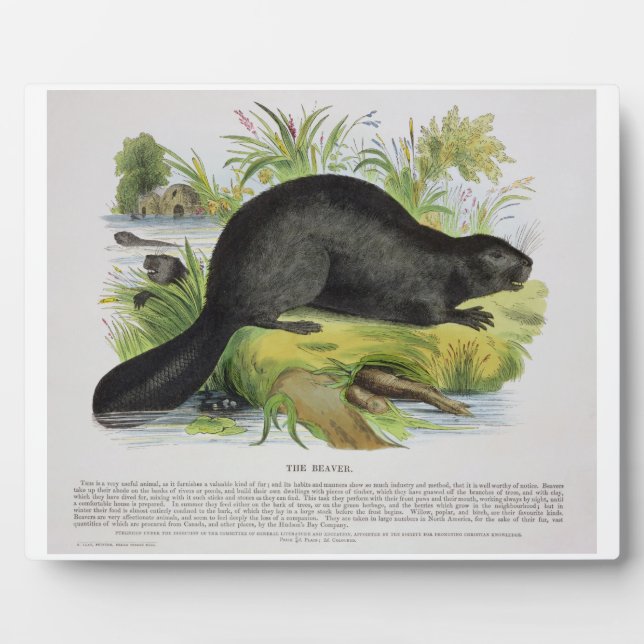 The Beaver, educational illustration pub. by the S Plaque (Front)
