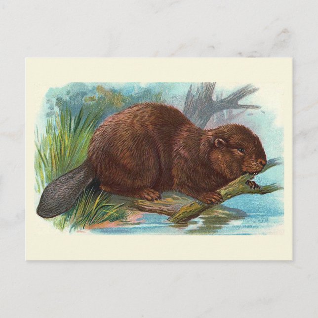 "The Beaver" Vintage Illustration Postcard (Front)