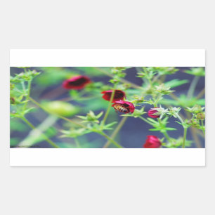 The Bee With the Red Flower Sticker