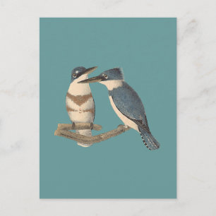 The Belted Kingfisher (Alava alcyon) NY Birds Postcard