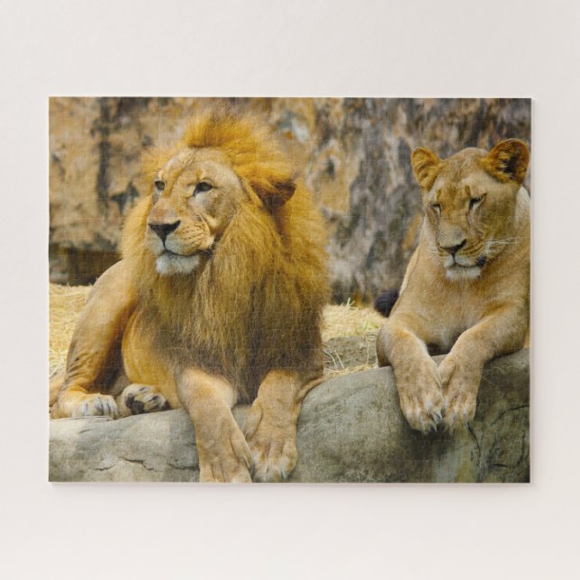The Big Cats Lions. Jigsaw Puzzle (Horizontal)