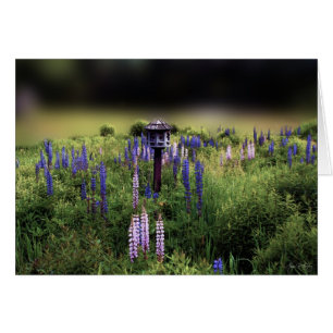 The Birdhouse and Lupines