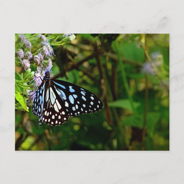 the black and white dotted butterfly postcard (Front)