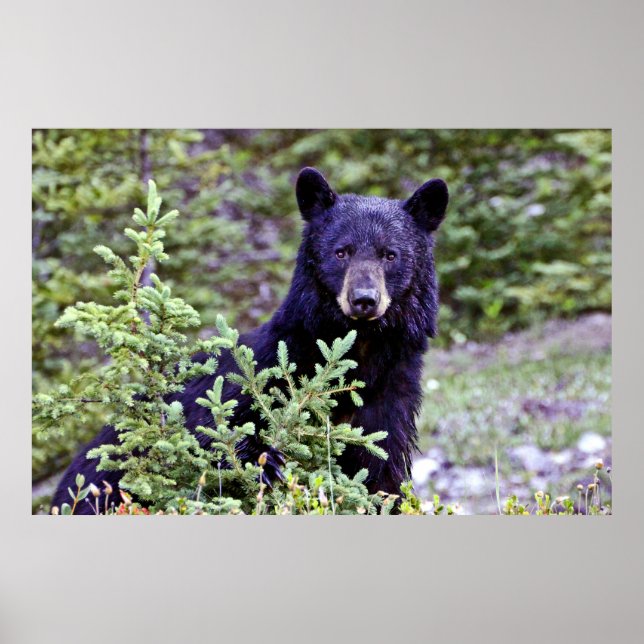 The Black Bear Stare Poster (Front)