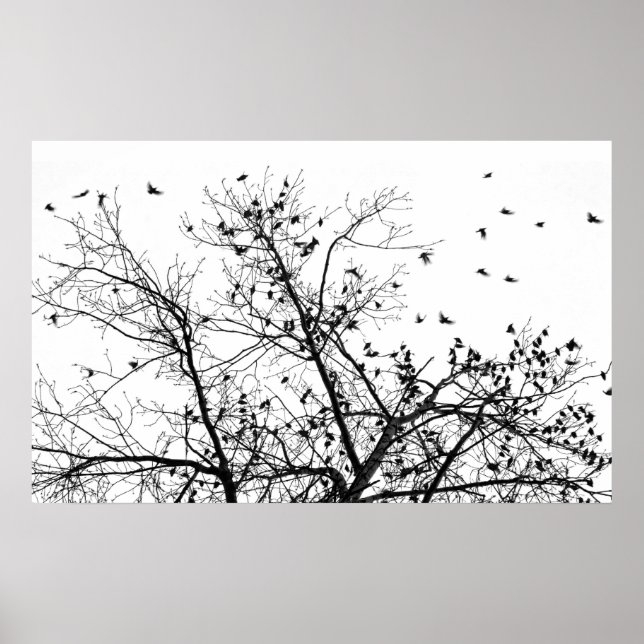 the black birds poster (Front)